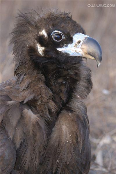  p>黑兀鹫(学名: i>sarcogyps calvus /i>)为 a target="_blank" href