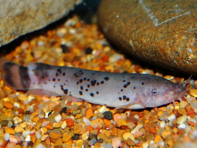 原产地非洲刚果河,生性凶猛,怕光,夜间活动频繁.