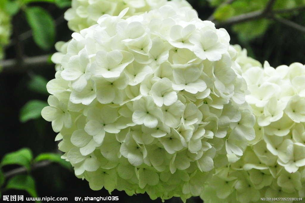 bosser)是茜草科团花属植物,落叶大乔木,高达30米;树干通直,基部略