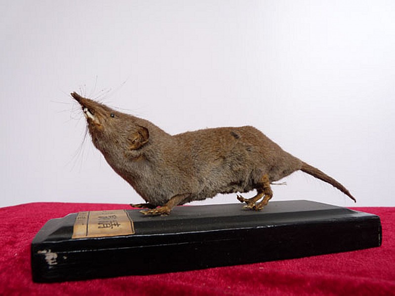 sorex araneus linnaeus