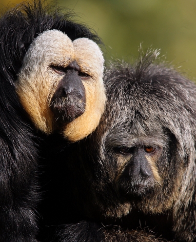 pithecia pithecia ssp. pithecia