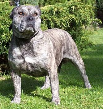 班道戈犬来自撒克逊方言的"banda"- "链条,用链条拴",1960年,美国人用