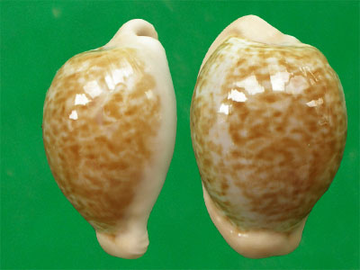 cypraeovula fuscorubra fuscorubra