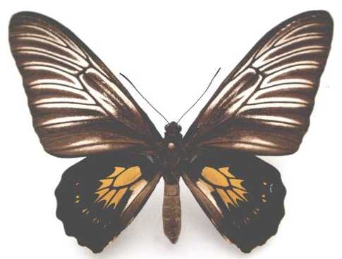  p>奈爱丝小斑裳凤蝶(学名:troides haliphron naias)是凤蝶科 a