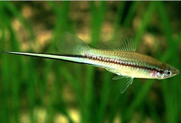 剑尾鱼 全网资源