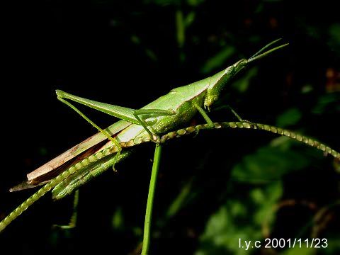  p>扁了勾,也叫扁担勾.