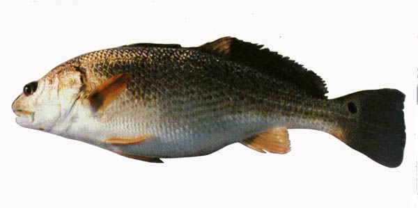  p>美国红鱼, i>sciaenops ocellatus  /i>(linnaeus, 1766),又称 a