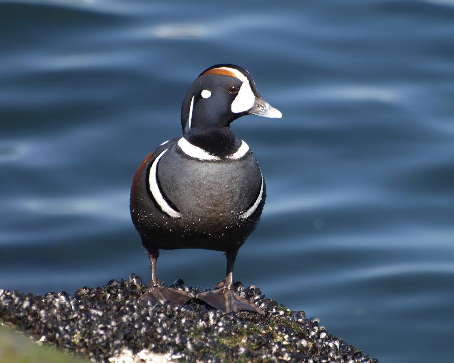  p>丑鸭(学名: i>histrionicus histrionicus /i>)体长33-54厘米,翼展