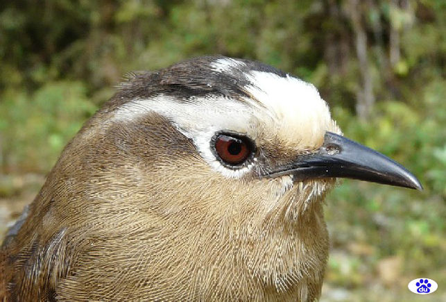 嘴长直而较细弱,先端稍曲,无嘴须.