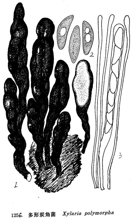  p>多形炭角菌是菌类的一种.拉丁学名:xylaria polymorpha (pers.