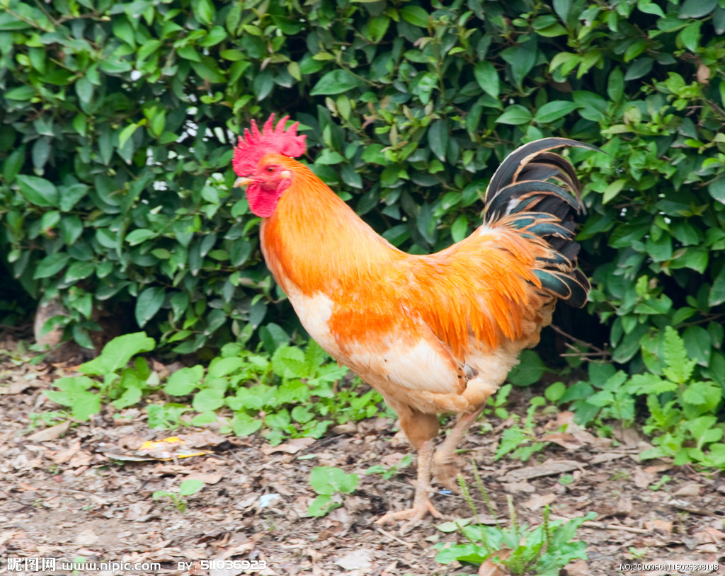  p>鸡是一种家禽,家鸡源出于野生的原鸡,其驯化历史至少约4000年,但
