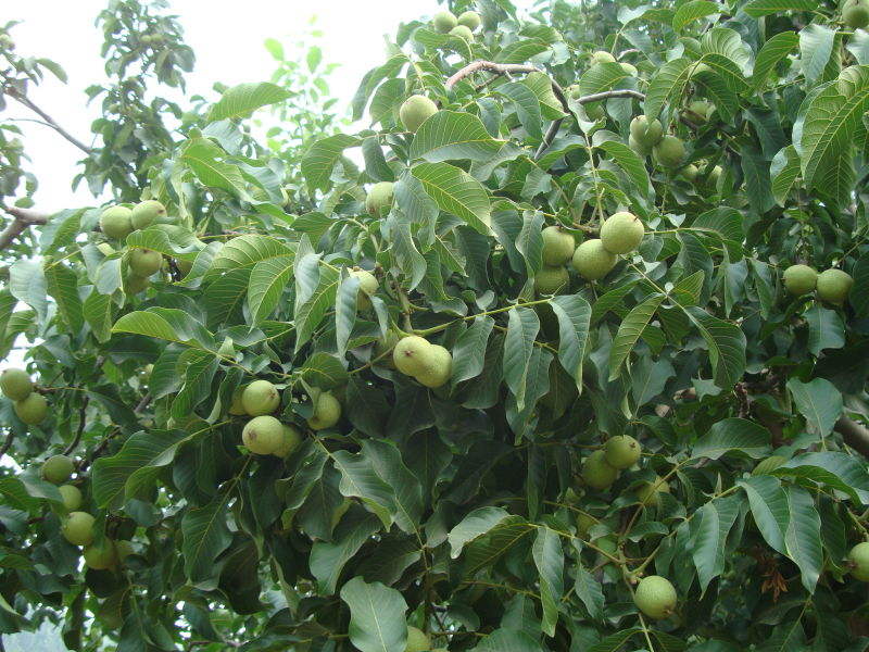  p>"清香核桃"是日本核桃品种中最优良的品种,20世纪80年代初由 a