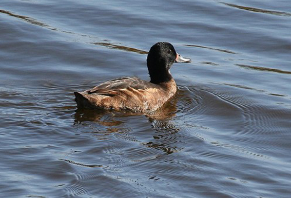  p>黑头鸭(学名: i>heteronetta atricapilla /i>)为 a href="#">雁形