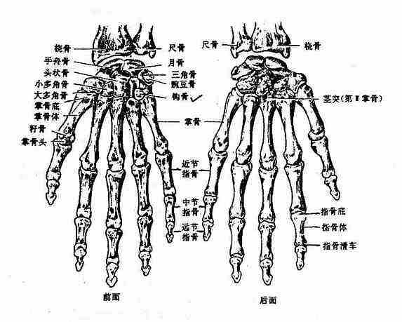 指骨