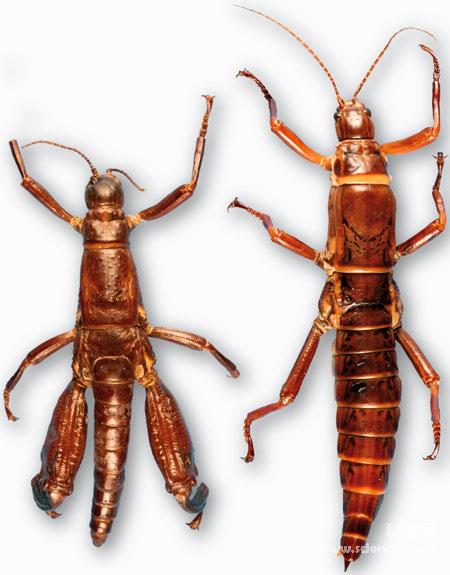 年一度被视为已灭绝,于2001年却被重新发现(这现象称为拉撒路现象)