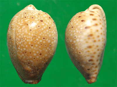  p>眼斑宝螺(学名:erosaria ocellata ocellata )是腹足纲宝螺科的 a