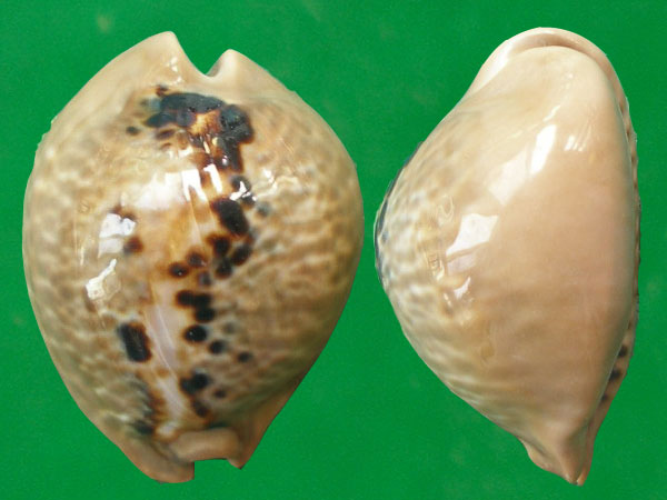  p>黑老鼠宝螺(学名:muracypraea mus nigrita)是腹足纲宝螺科的软体