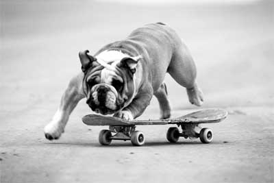  p>老虎狗,即 a target="_blank" href="/item/英国斗牛犬/4656668"