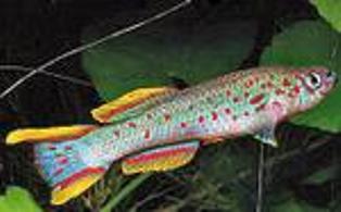  p>五彩琴尾鱼五彩琴尾鱼又名澳洲琴尾鱼.