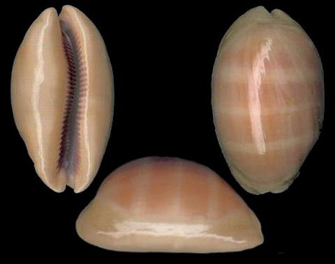 因为腹足类都有一个螺旋形贝壳包围着身体,所以也称单壳类,这是同蚌类