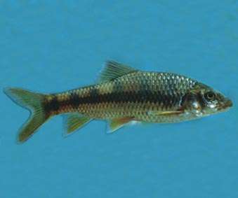 体细长,侧扁,头后背部稍隆起,腹部圆而呈浅弧形.头中等