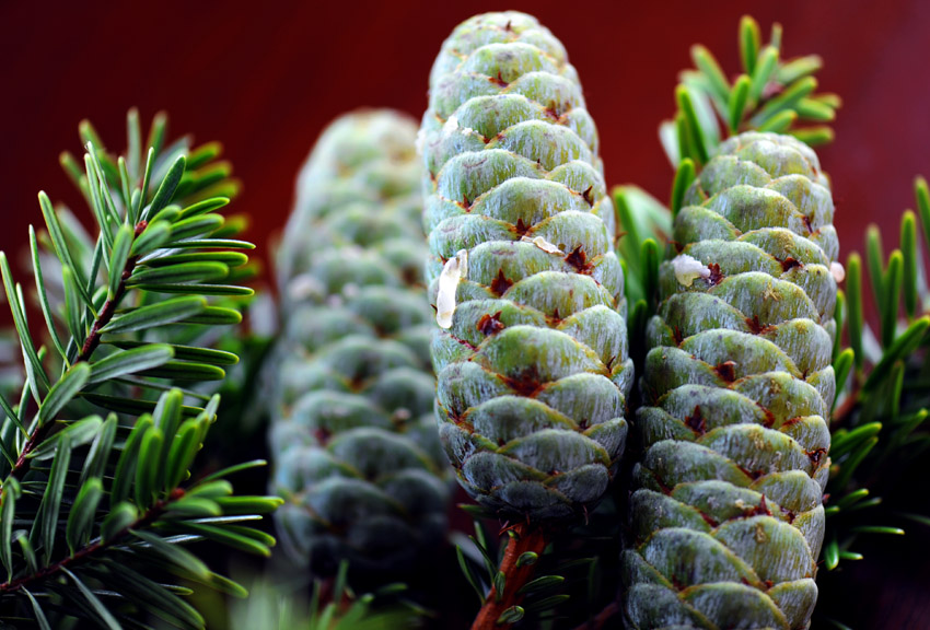 murray bis) carrière )是松科,油杉属 a href="#" data-lemmaid="