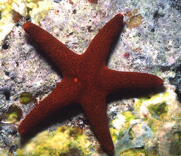  p>海星类starfishes seastars,背腹扁平,呈星形,由中央盘和5个(基数)