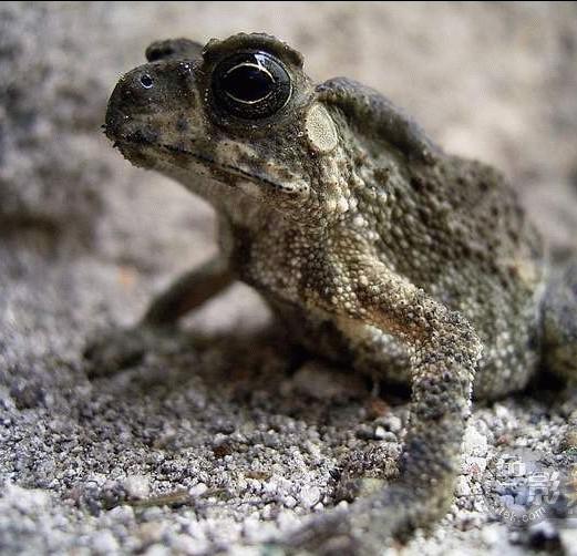  p>蟾舌为 a target="_blank" href="/item/蟾蜍科/2334871" data