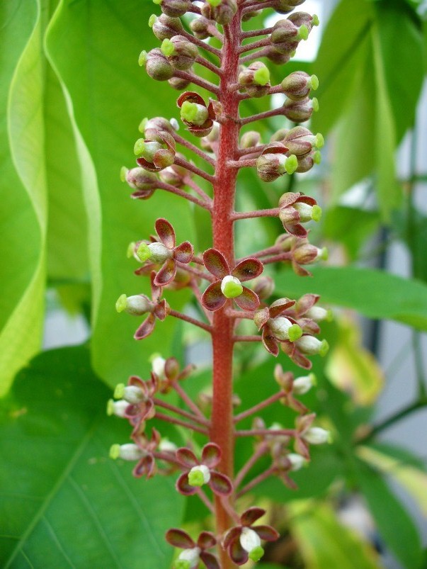 k8qqt">被子植物的花,有的是单朵花单生于枝的顶端或叶腋处,称单生花