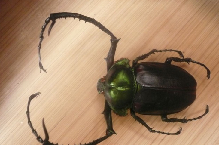  p>彩臂金龟cheirotonus spp是属于鞘翅目coleoptera臂金龟科euchiri