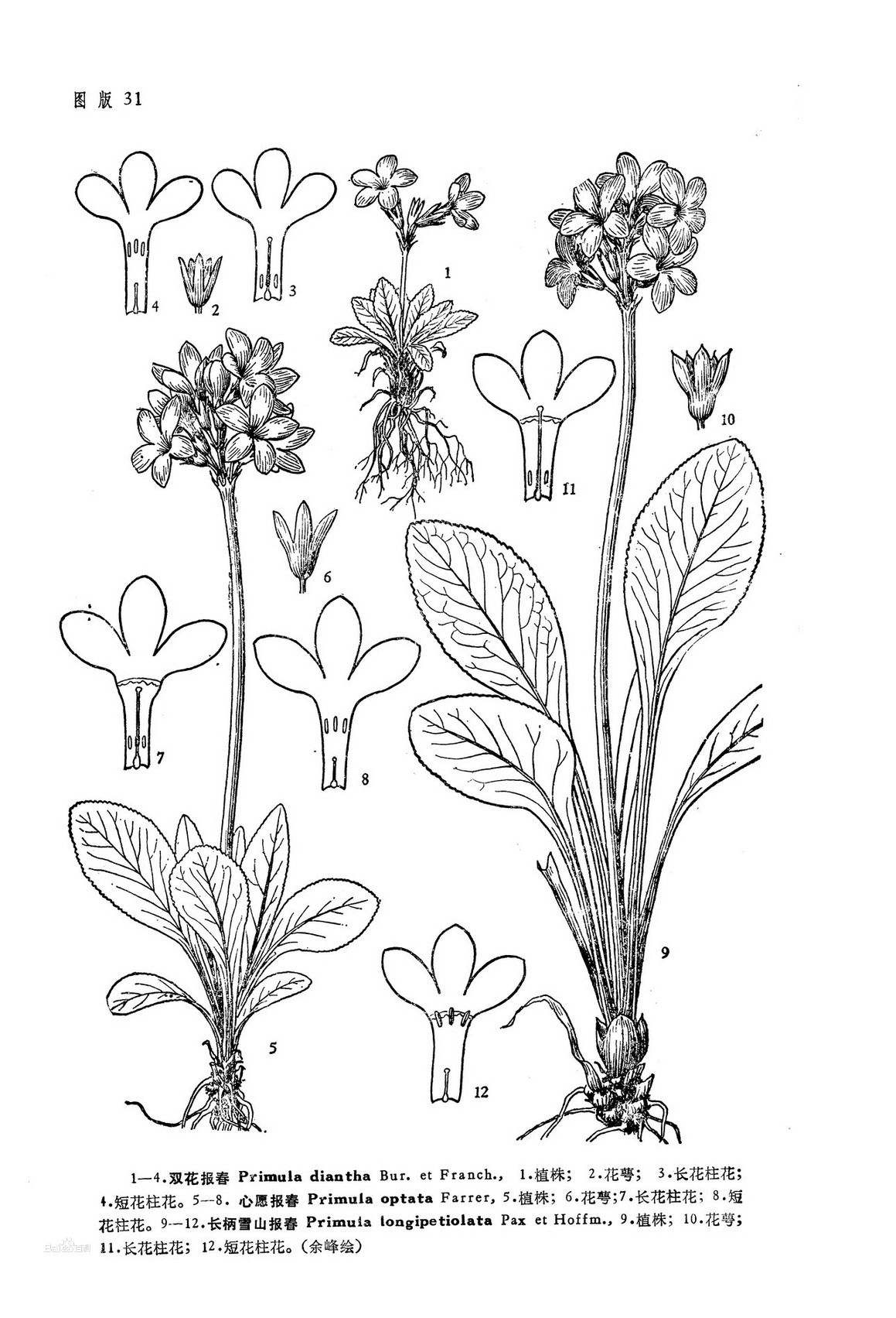  p>山丽报春(学名: i> b>primula bella /b> /i>),为 a href="#" data