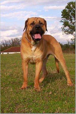  p>日本的非常神秘的大型竞技斗狗,训练后的土佐犬被誉为世界上最凶猛