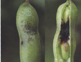 蚕豆细菌性疫病