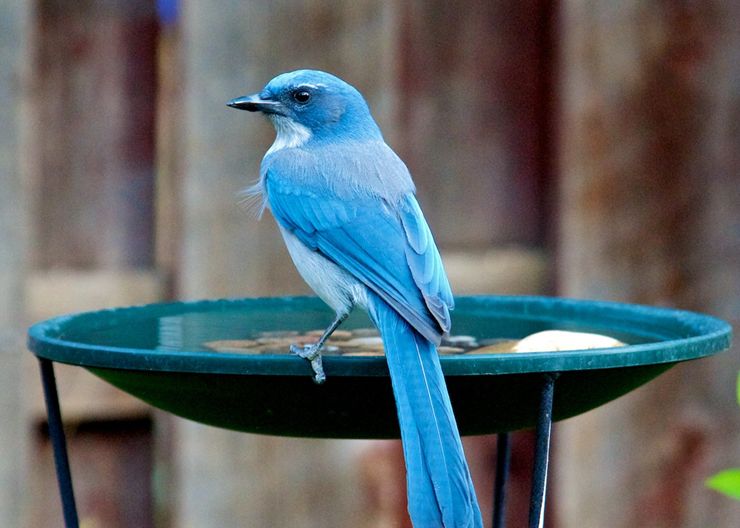 是一种蓝白相间的鸟,栖息地包括亚热带或热带的(低地)干燥疏灌丛,亚