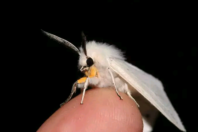 venezuelan poodle moth
