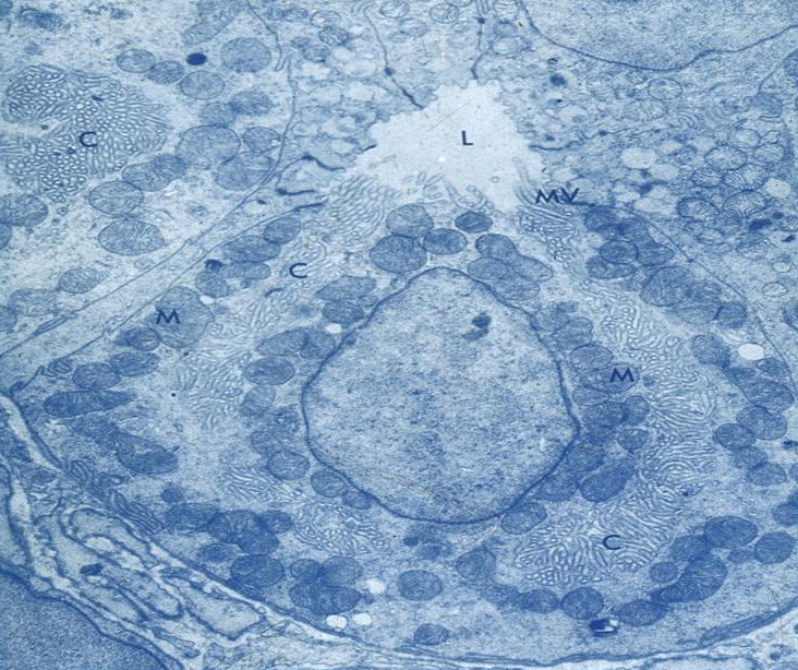  p>壁细胞(parietal cell)又称泌酸细胞(oxyntic cell),在腺的颈,体部