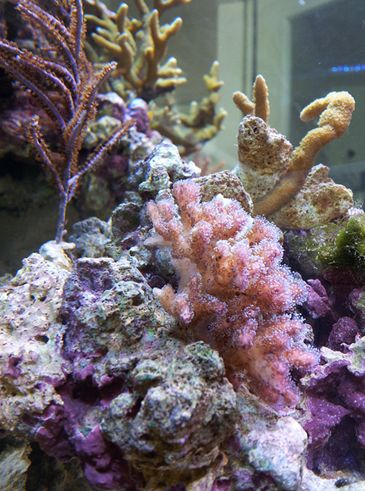  p>鹿角杯形珊瑚(学名: i>pocillopora damicornis /i>):是珊瑚纲,杯