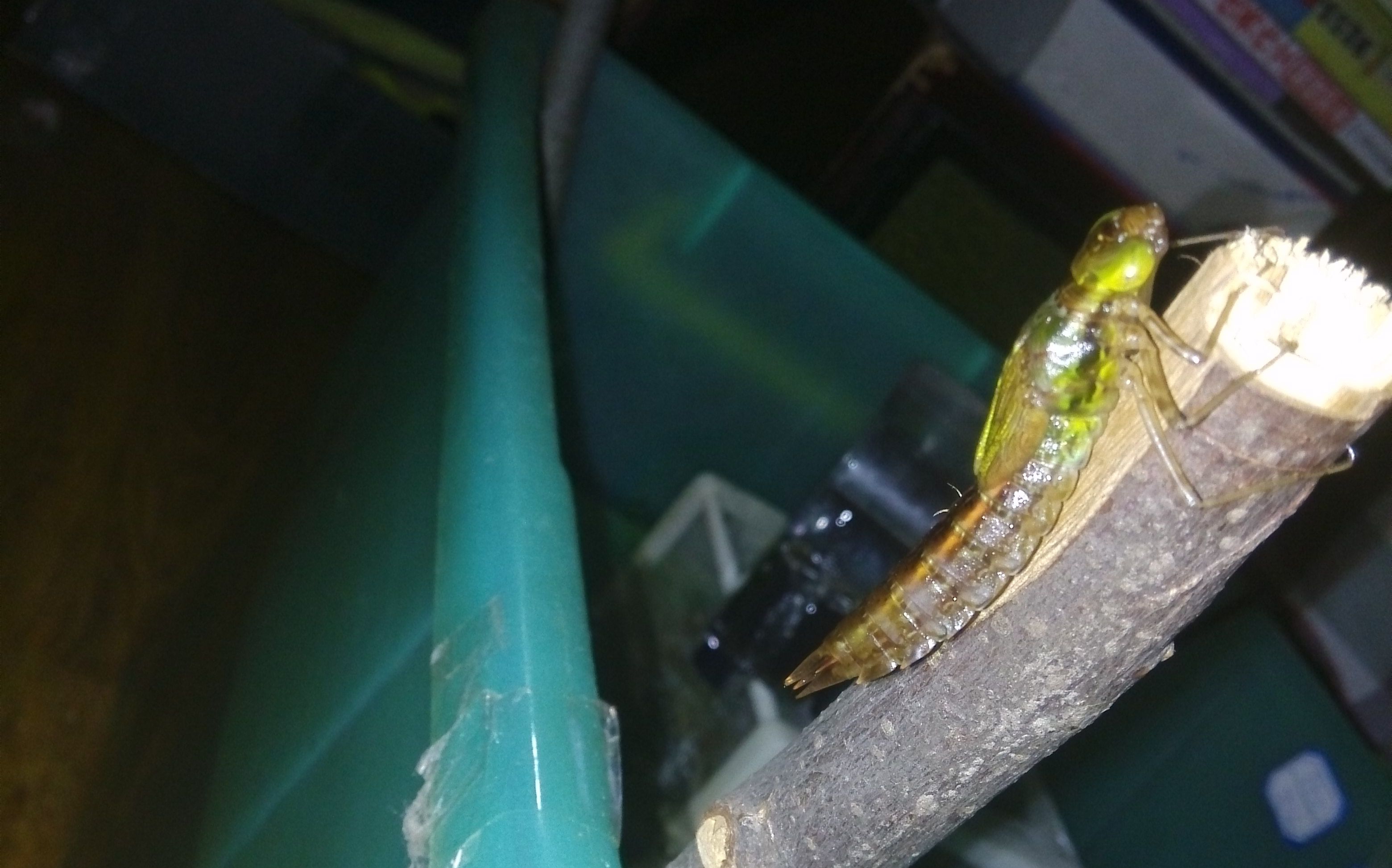  p>碧伟蜓( i>anax parthenope /i>)是一种常见的大型蜻蜓,俗称"马