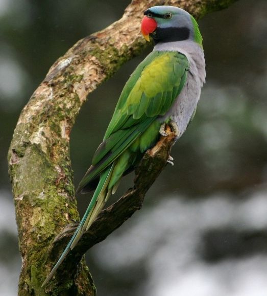  p>德拜鹦鹉(学名: i>psittacula derbiana /i>)是典型的 a target="