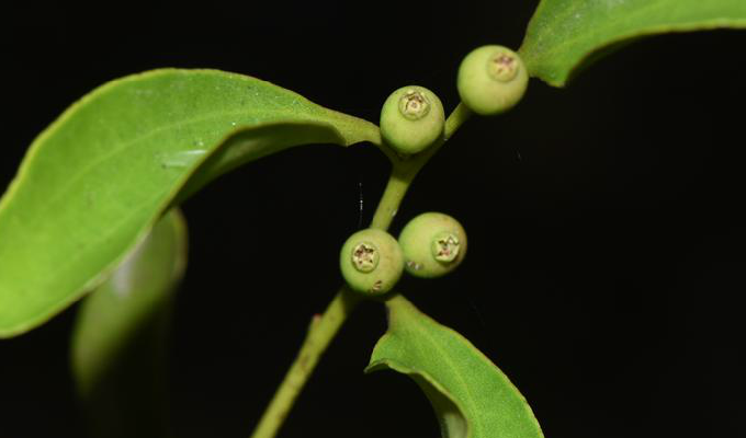  p>寄生藤属, a target="_blank" href="/item/檀香科/8706886" data