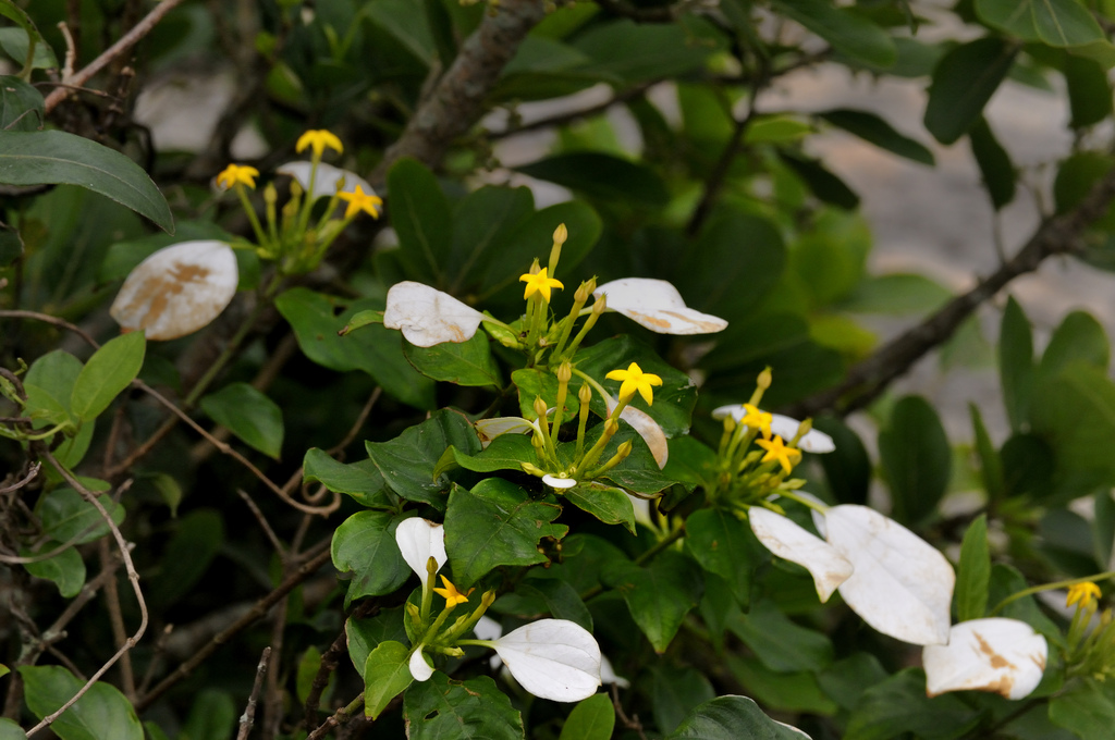  p>玉叶金花属(学名:mussaenda linn.