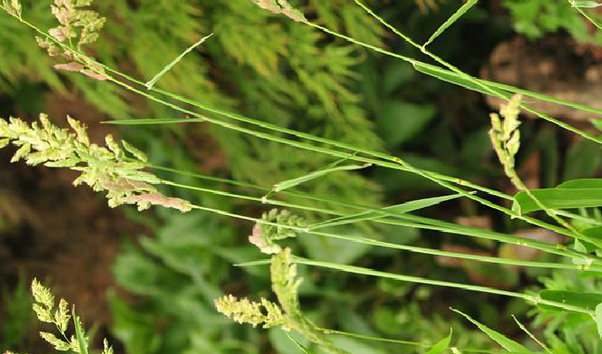  p>虉草属是禾本科, a href="#" data-lemmaid="13780934">虉草族 /a>