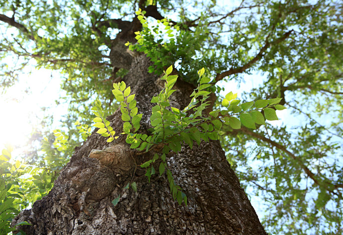  p>白榆,也称榆树( i>ulmus pumila /i> l.
