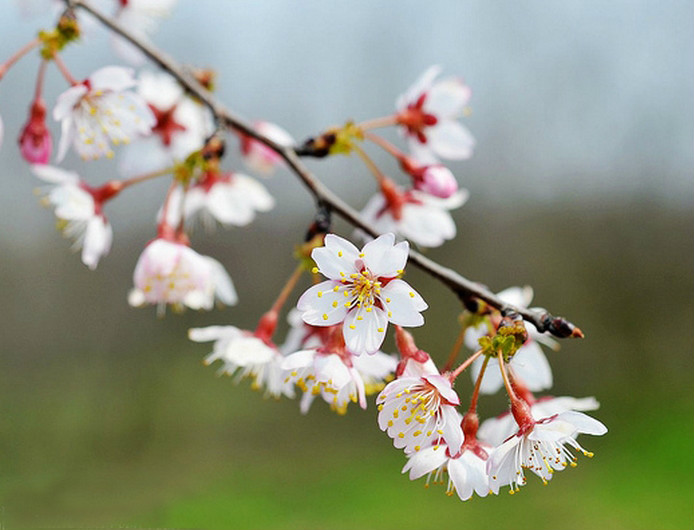  p>迎春樱桃(学名: i>cerasus discoidea /i>  yu et li): a target="