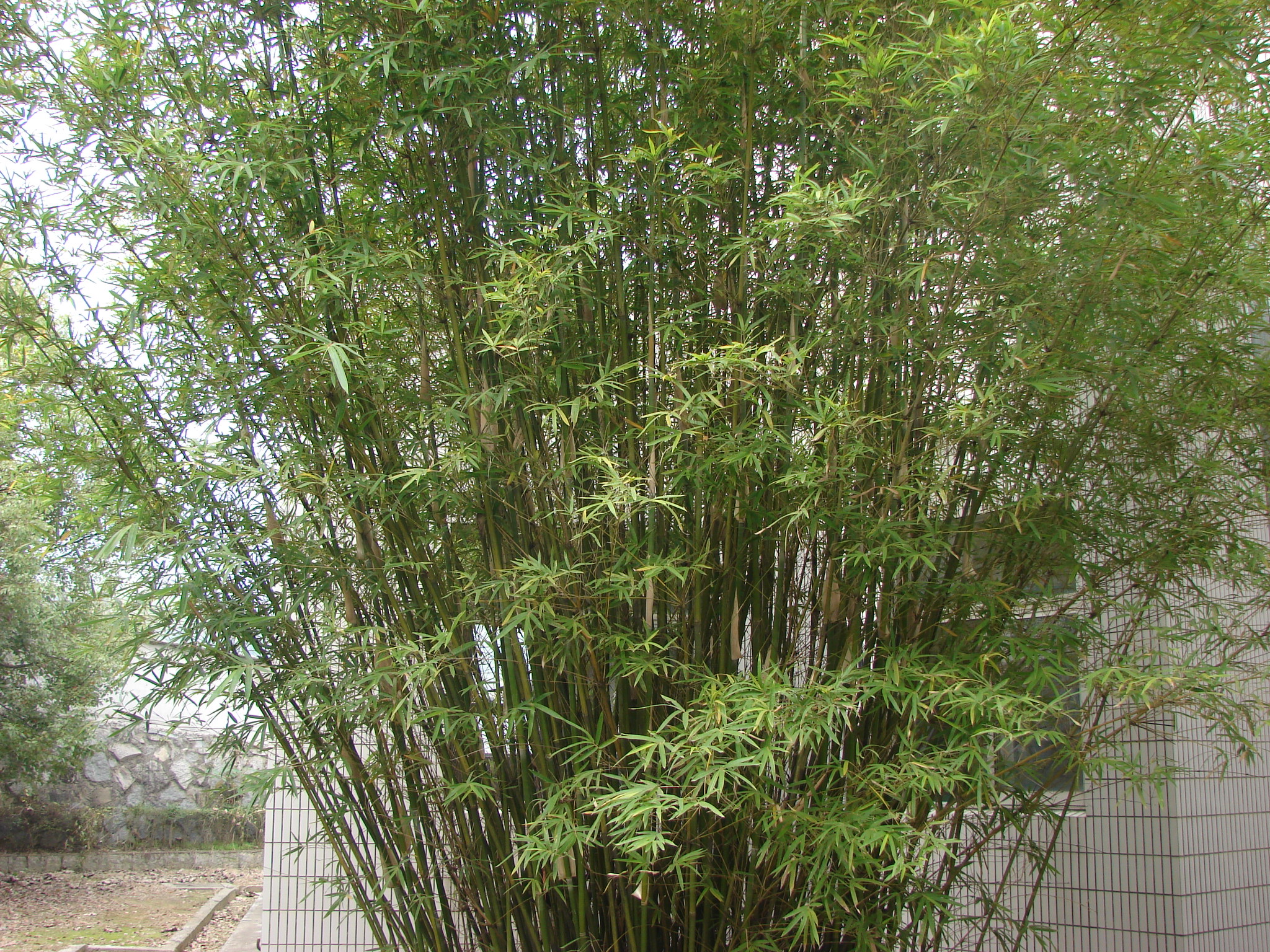  p>唐竹属,sinobambusa makino ex nakai,禾本科竹亚科的一个属. /p>