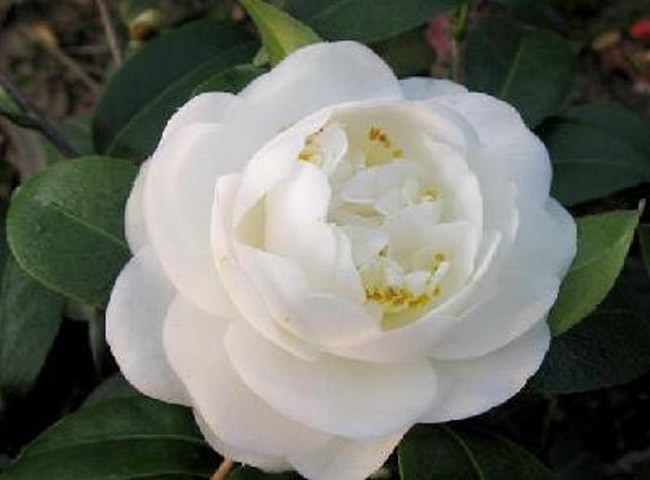  p>绿珠球:花色洁白,初放时微透绿,大瓣4-6轮