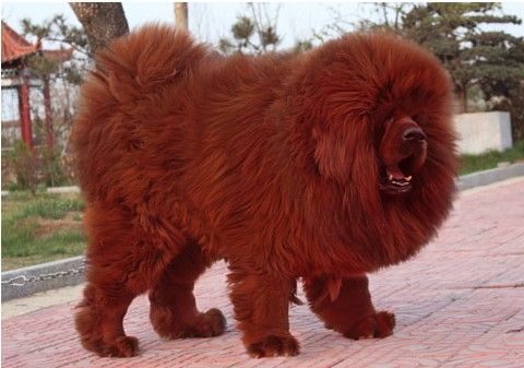 集团董事长刘学先先生投资兴建的在全国具有影响力的高端藏獒培育基地