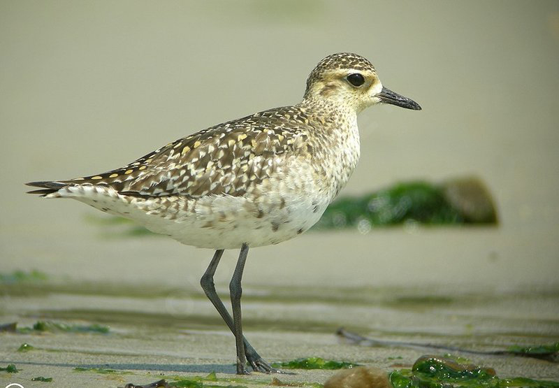  p>金鸻(学名: i>pluvialis fulva /i>):属中型 a target="_blank"