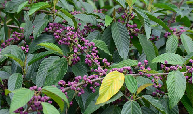  p>锥头麻属(学名:poikilospermum zippel ex miq.