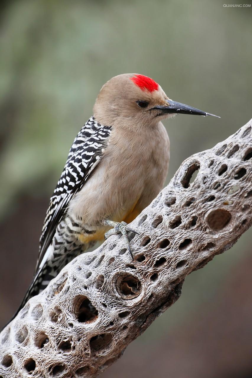  p>吉拉啄木鸟是属 a href="#">鴷形目 /a> a href="#" data-lemmaid=